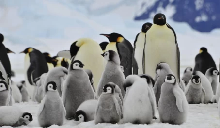Emperor penguins on Snow Hill Island