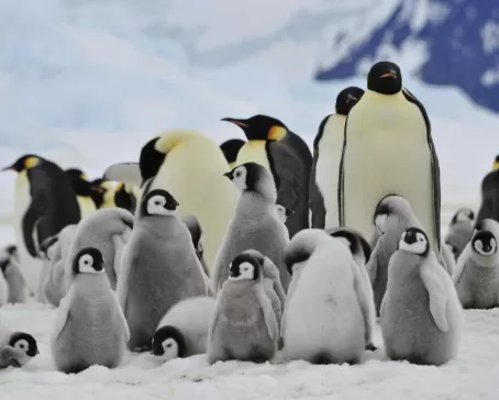 Emperor penguins on Snow Hill Island