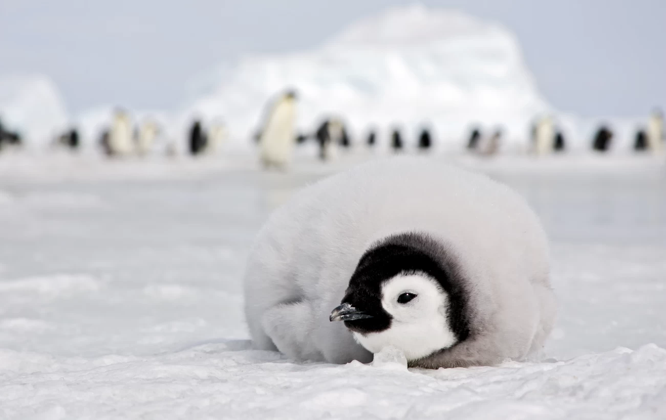 Emperor penguin chick in Antarctica