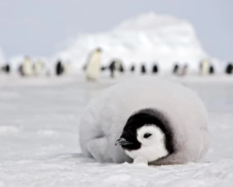 Emperor penguin chick in Antarctica