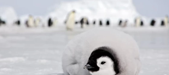 Emperor penguin chick in Antarctica