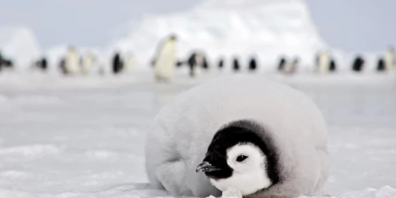 Emperor penguin chick in Antarctica