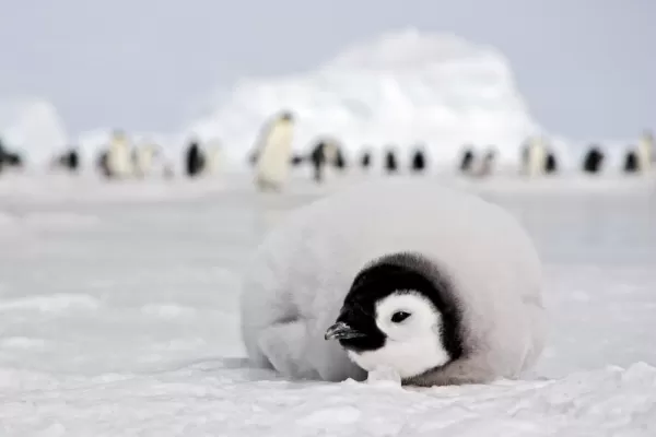 Emperor penguin chick in Antarctica