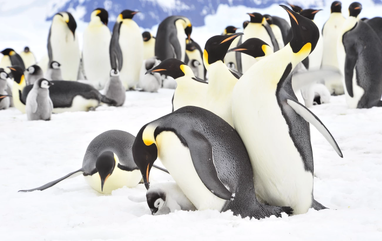 Emperor penguins in Antarctica