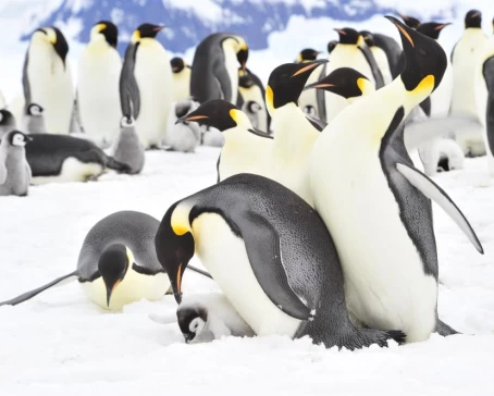 Emperor penguins in Antarctica