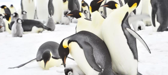 Emperor penguins in Antarctica