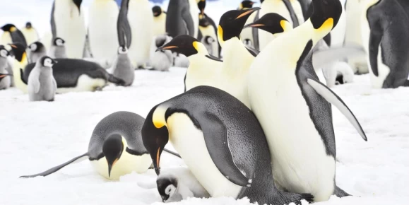 Emperor penguins in Antarctica