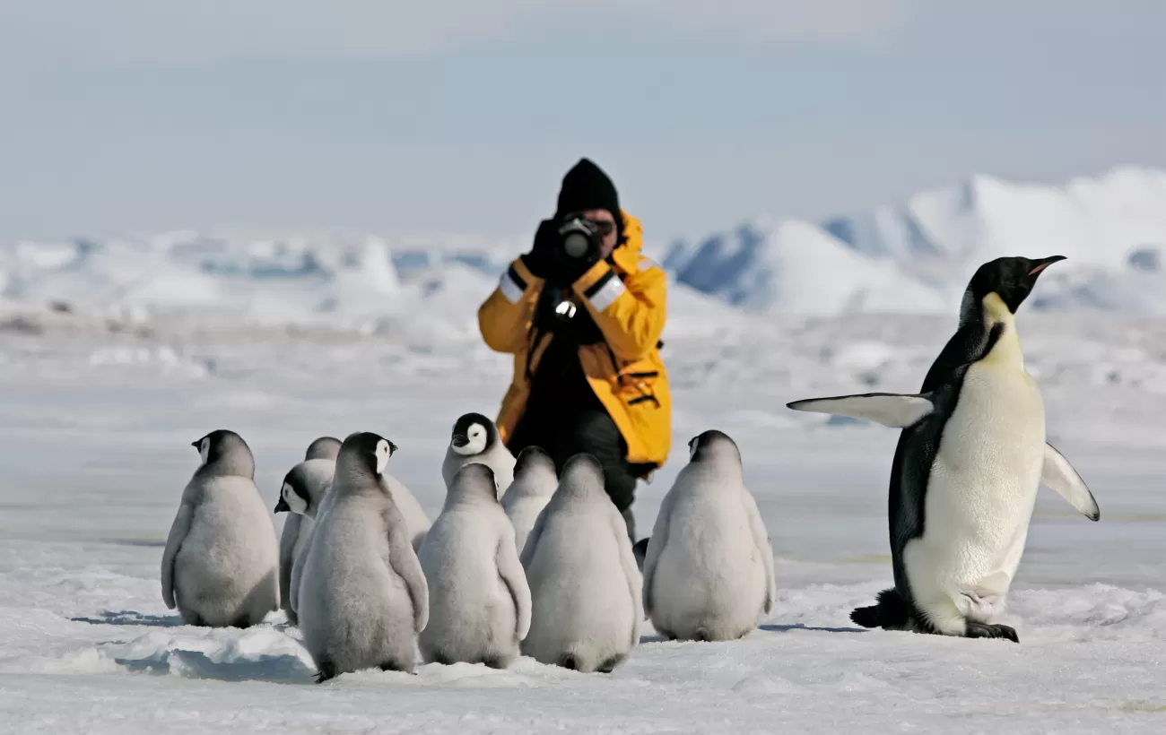 Photographing emperor penguins on Snow Hill Island