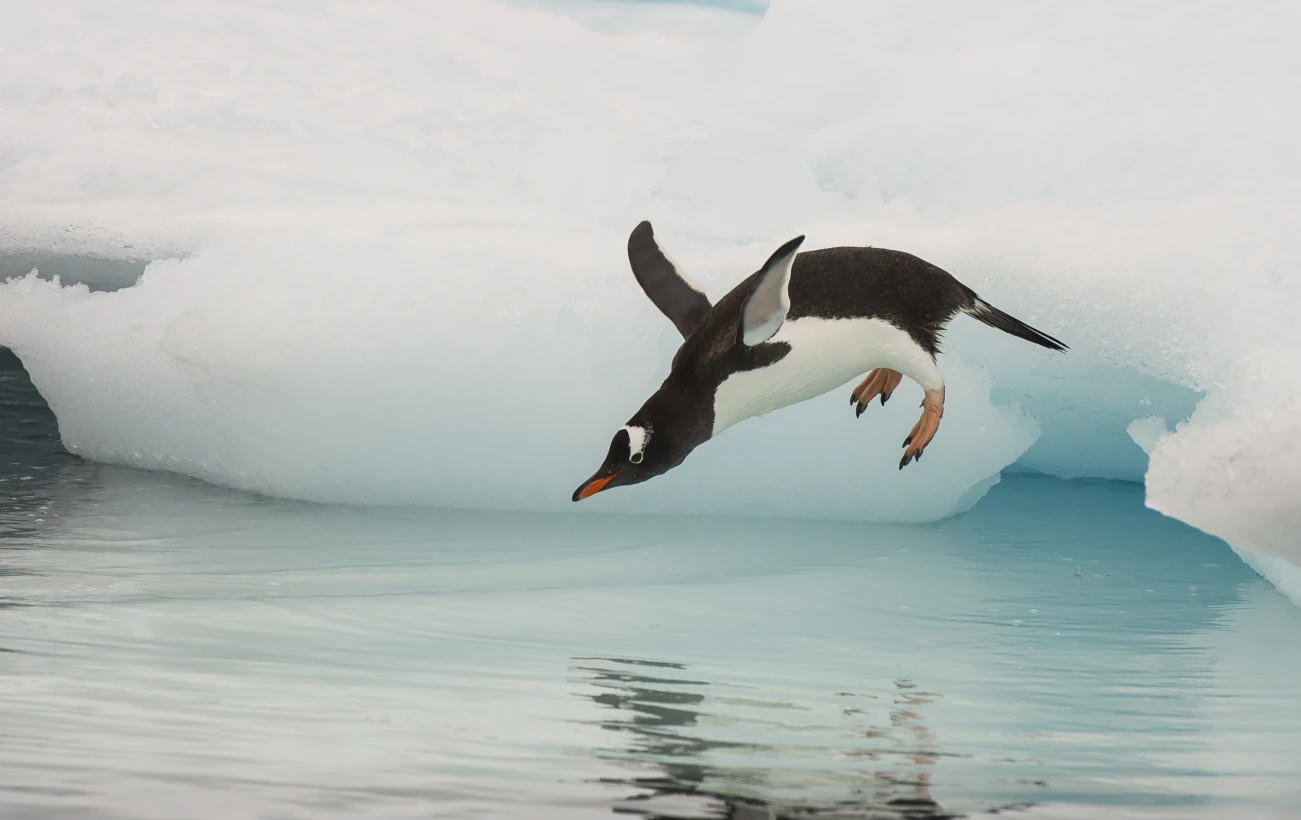 Gentoo penguin sighting in Antarctica