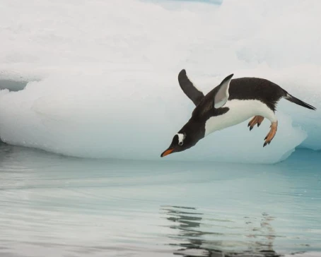 Gentoo penguin sighting in Antarctica