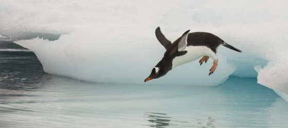 Gentoo penguin sighting in Antarctica