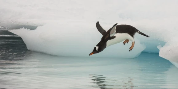 Gentoo penguin sighting in Antarctica