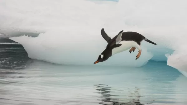 Gentoo penguin sighting in Antarctica
