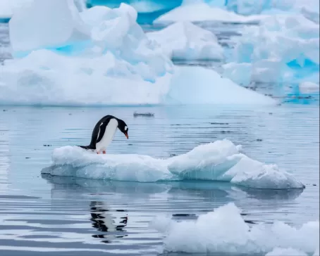 Penguin sighting in Antarctica