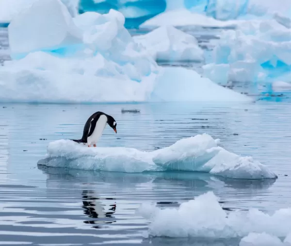 Penguin sighting in Antarctica