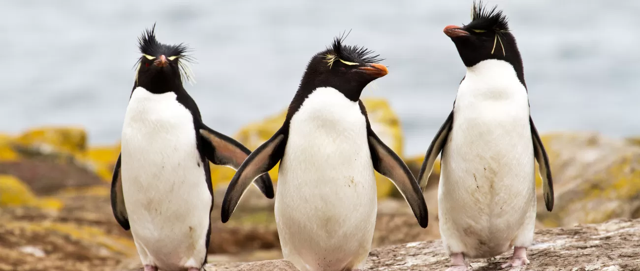 Rockhopper penguin sighting