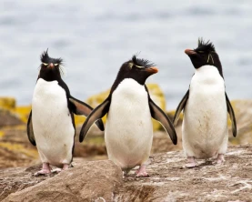 Rockhopper penguin sighting