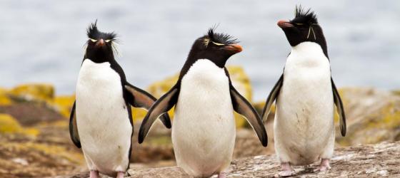 Rockhopper penguin sighting