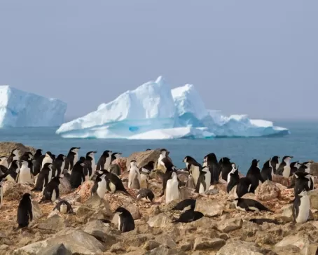 Chinstrap penguin sighting