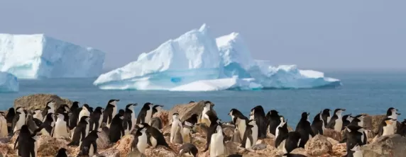 Chinstrap penguin sighting