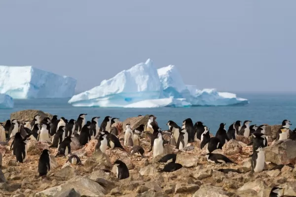 Chinstrap penguin sighting