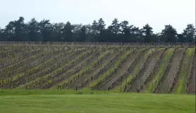 Croatian vineyard