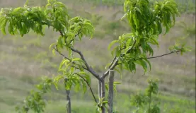 Grapevine in Ilok, Croatia