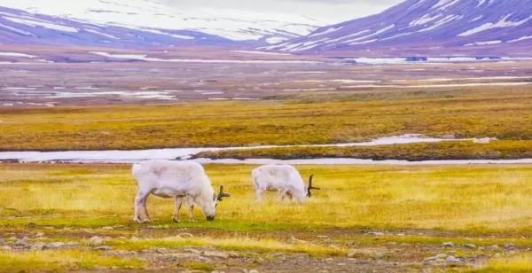 Svalbard reindeer in spring