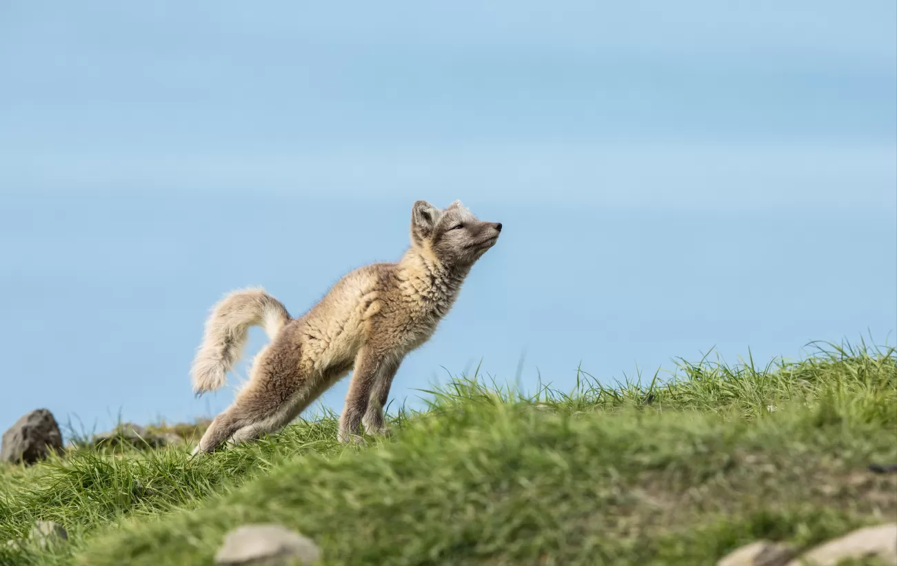 Mapping Arctic Foxes' Spectacular Solo Journeys