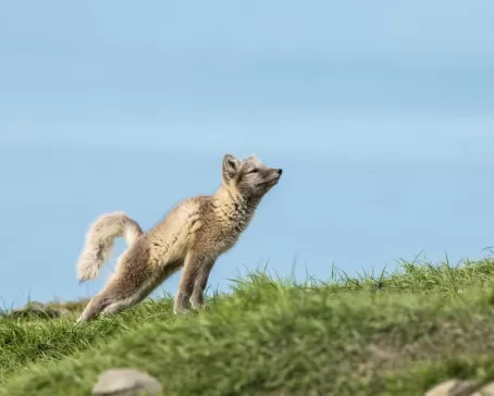 Arctic fox during spring in Svalbard