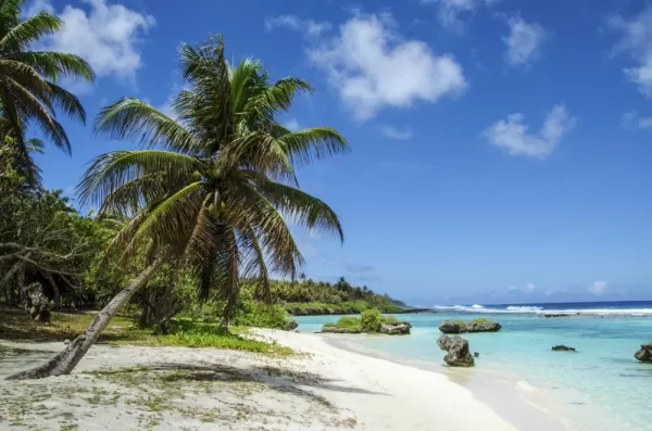 100+ Free Photos - Tropical trees in Sunny Mauritius blue sky
