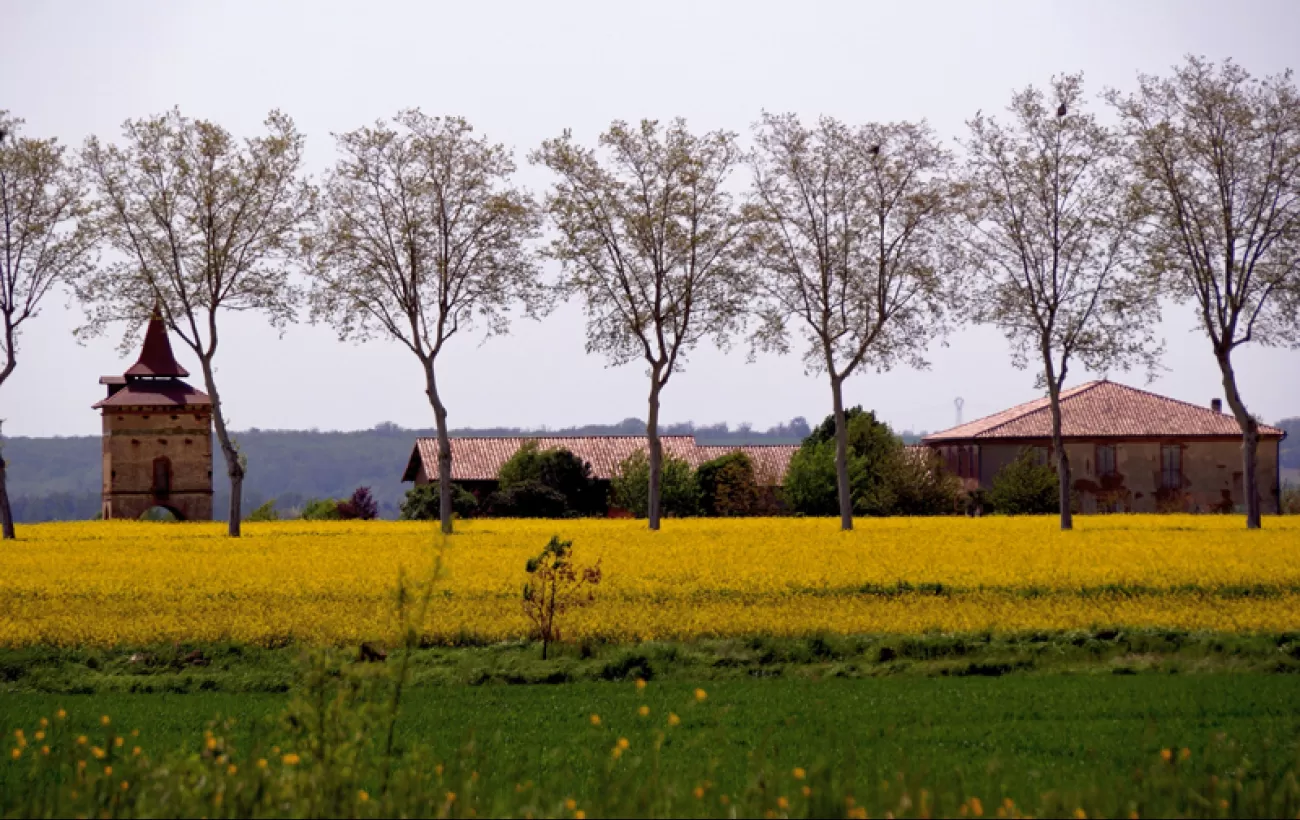 Rosa quaint towns