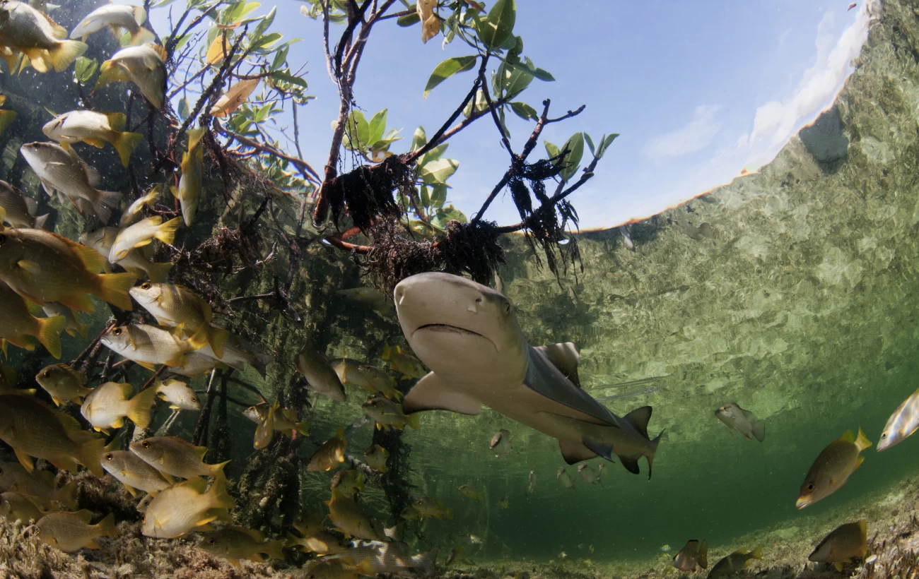 Baby lemon shark with fish in mangrove forest