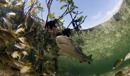 Baby lemon shark with fish in mangrove forest