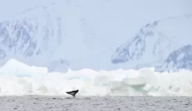 Narwhal sighting in the Arctic