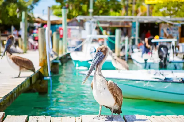 Big brown pelicans at the Florida Keys