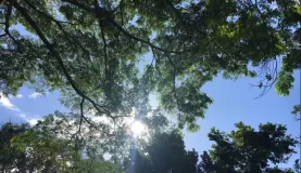 Sunshine through the trees