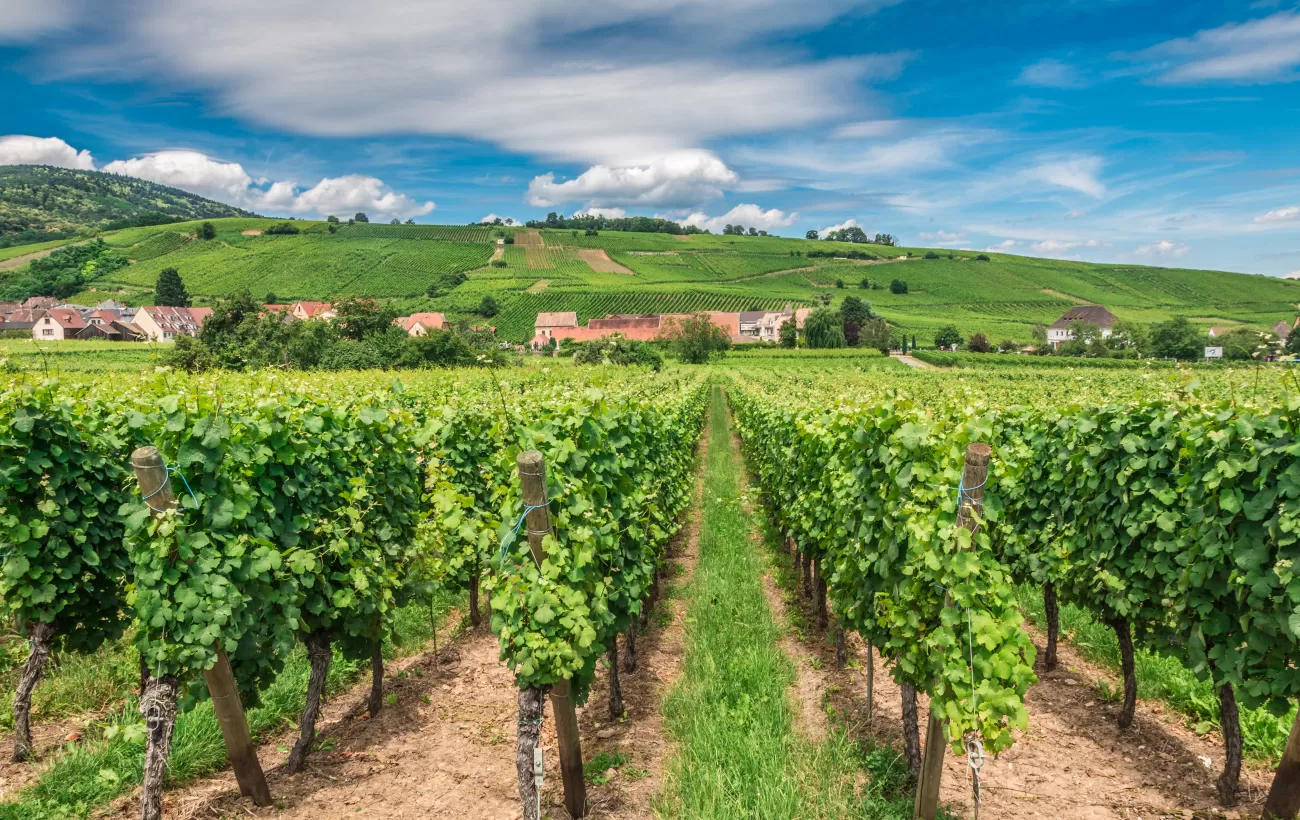 Vineyards of France