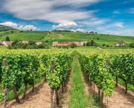 Vineyards of France