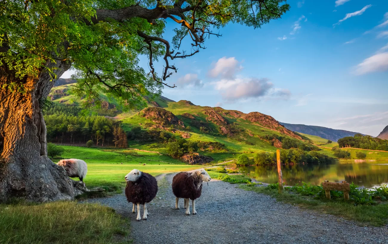 Two curious sheep in England