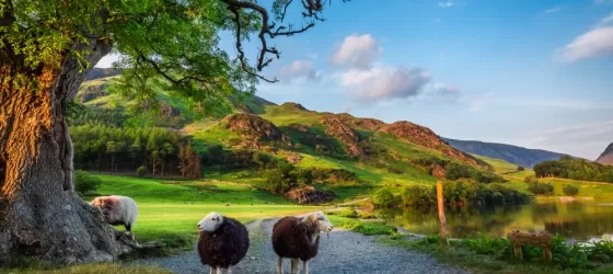 Two curious sheep in England