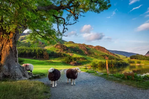 Two curious sheep in England