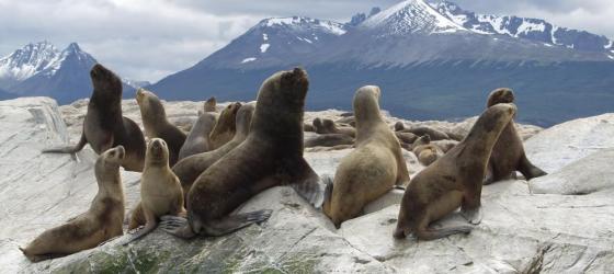 Sea lions in Beagle Channel