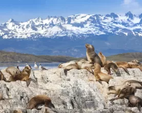 Sea lions at Beagle Channel