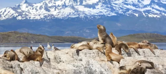Sea lions at Beagle Channel