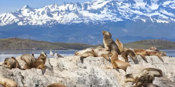 Sea lions at Beagle Channel