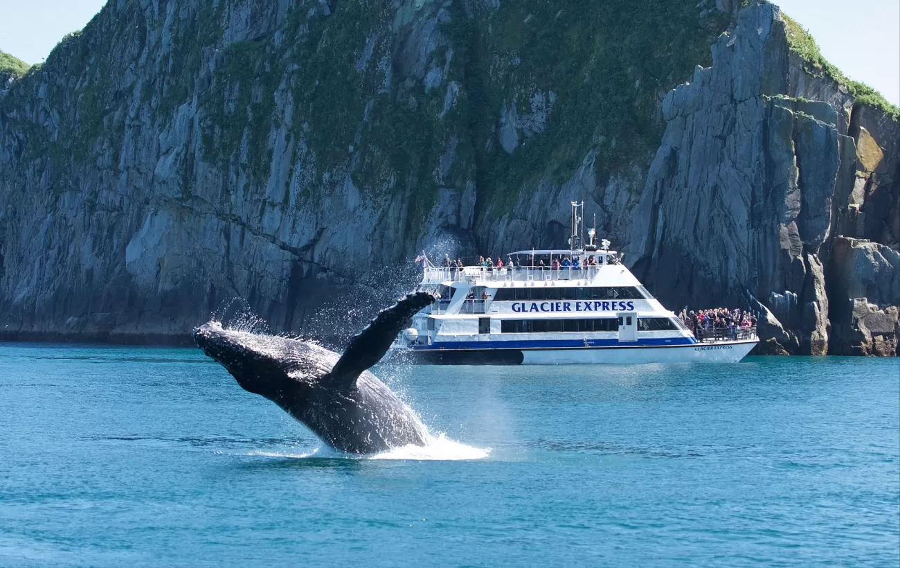 See a whale breach on a cruise!