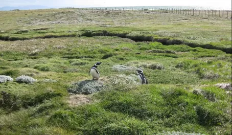 Otway Penguin colony