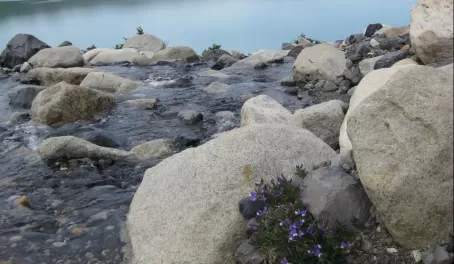 Water, stones, and flowers