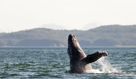 Whale watching in Alaska